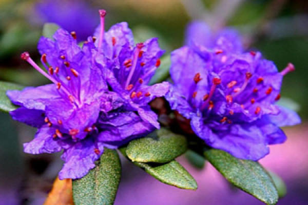 Rhododendron
