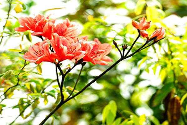 Rhododendron