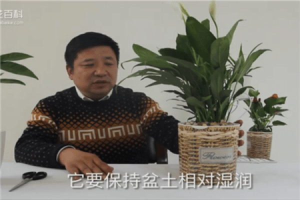 Spathiphyllum moisture