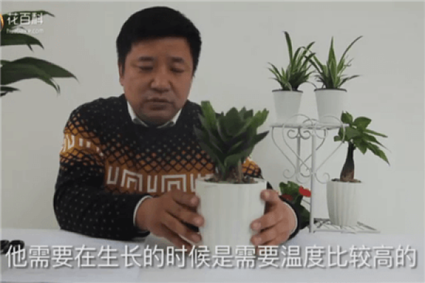 Temperature of Zanthoxylum bungeanum