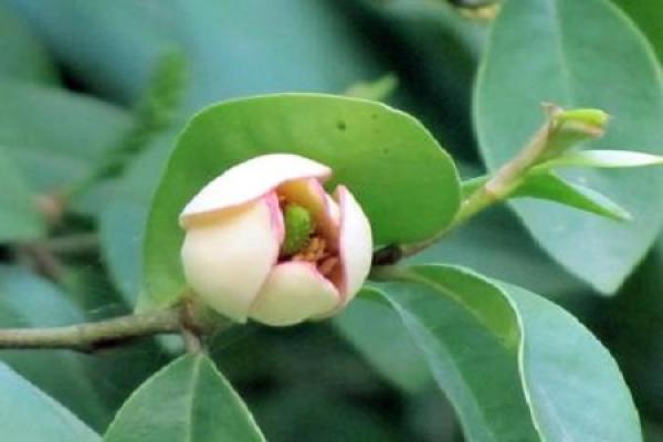 Michelia Figo