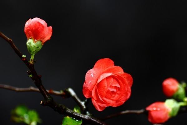 Japanese crabapple