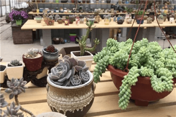 Fleshy in the flower shop