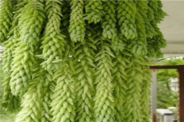 bamboos