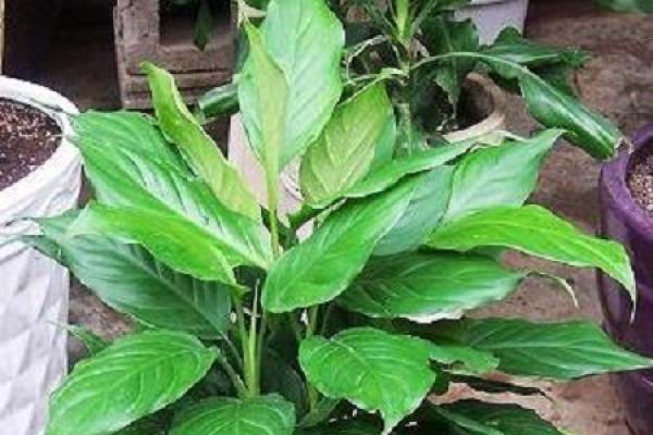 Guangdong Dieffenbachia leaf