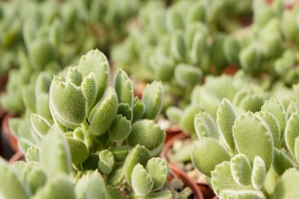 Xiong Xiong Zi Xiong Xiong Zi