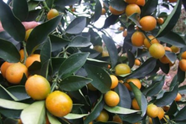 beautiful kumquat