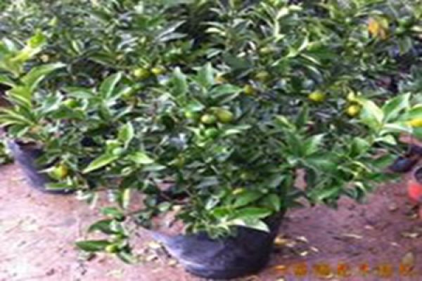 Cumquat