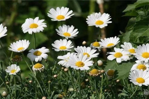 Chamomile