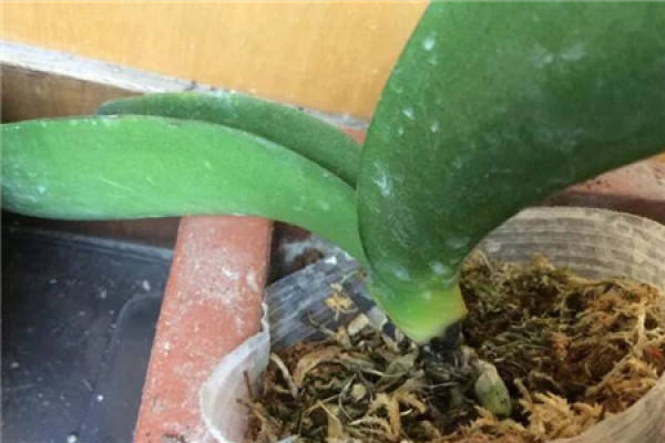 Sick Phalaenopsis