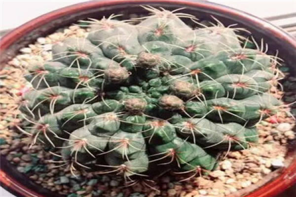 Cactus