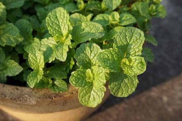 Beautiful mint.