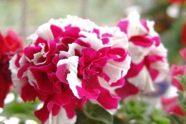 Beautiful double petunias.