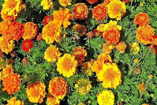 beautiful marigold