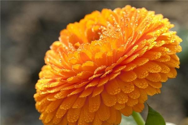 beautiful marigold