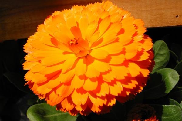 Marigold