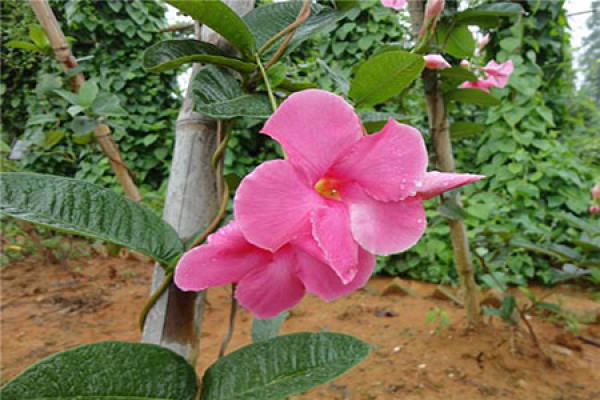 Piperis japonica