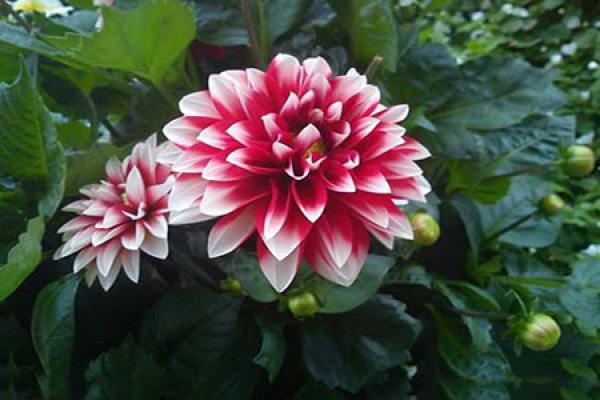 Paeonia lactiflora