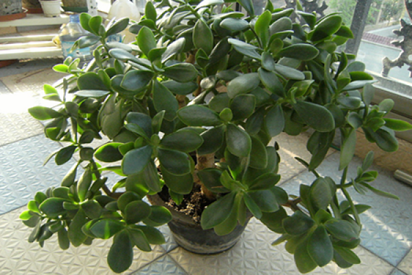 Beautiful Yushu Beautiful Yushu