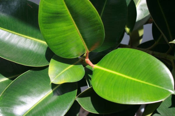 Rubber Tree