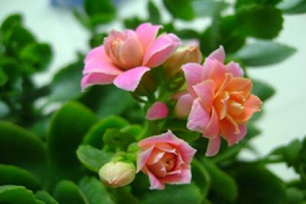 Jonquil