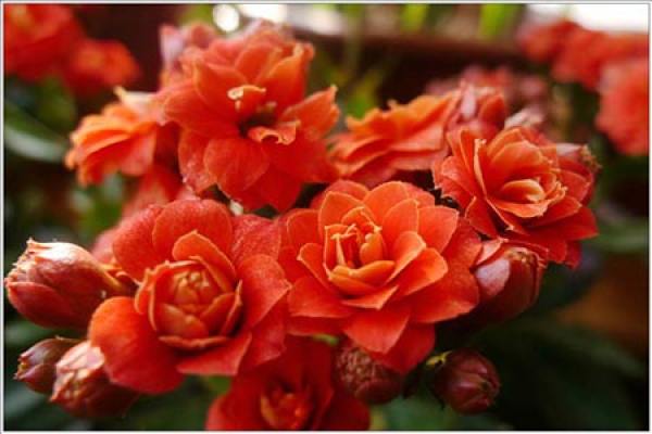 longevity flower