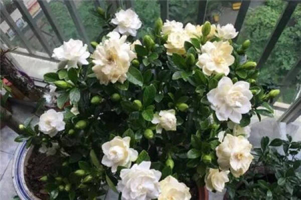 Beautiful Gardenia