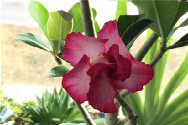 Desert Rose