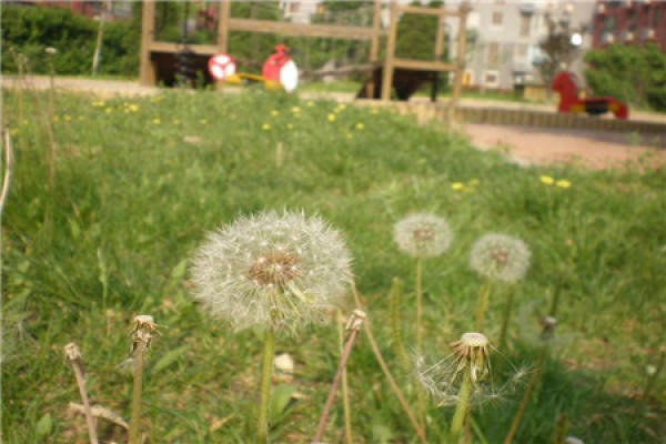 Dandelion