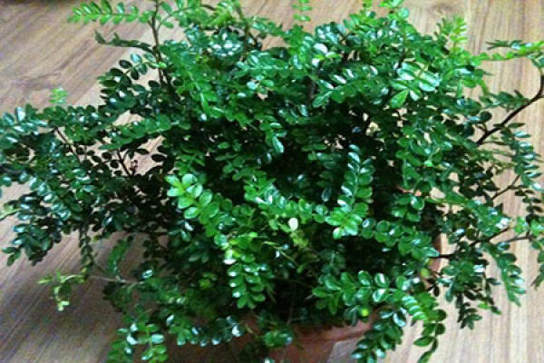 Beautiful fragrant wood.