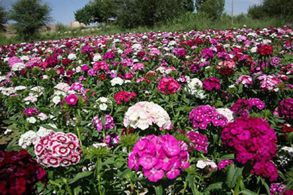 American carnation
