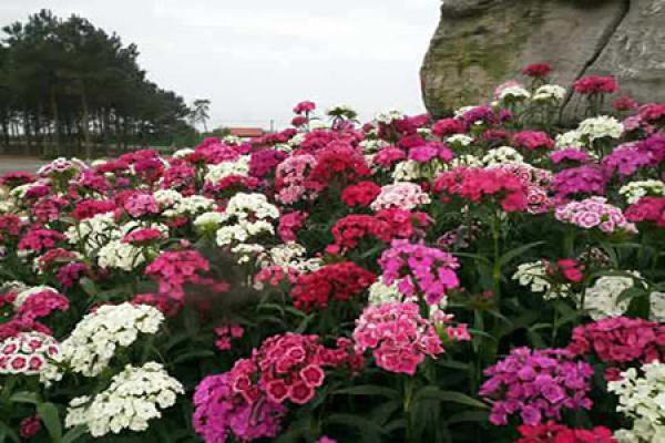American carnation