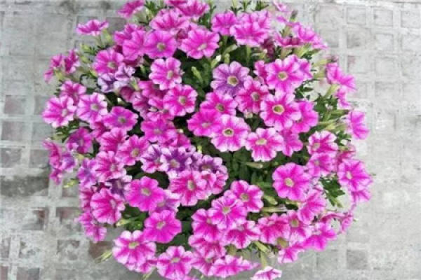 Petunia hybrida