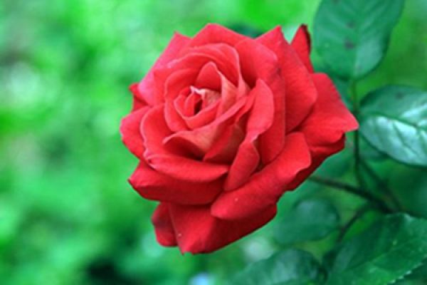 Chinese rose