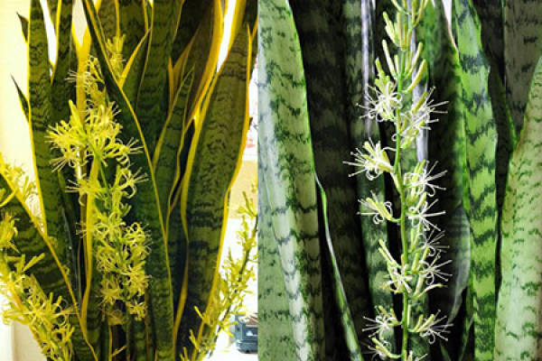 Beautiful tiger orchid.