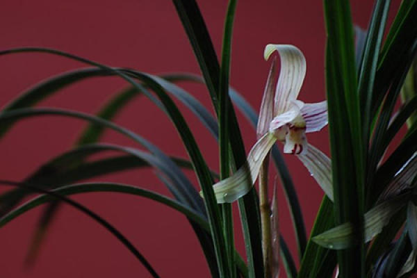 A beautiful orchid.
