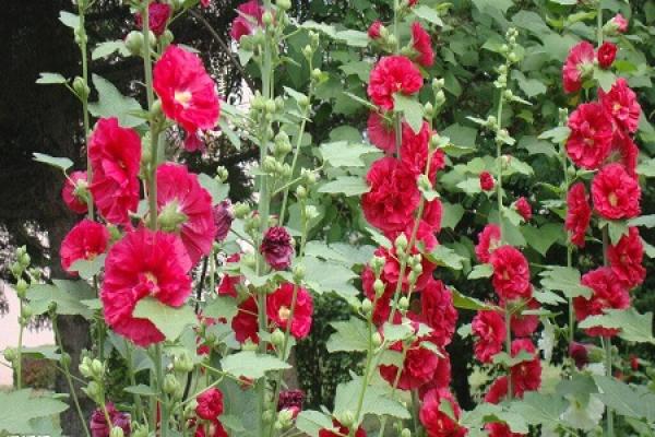 Hollyhock