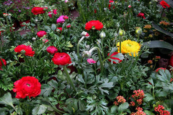 Ranunculus japonicus