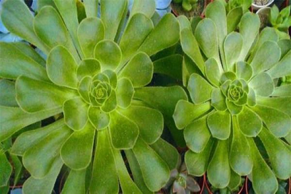 Green Master