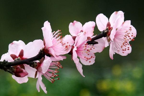 Peach blossom
