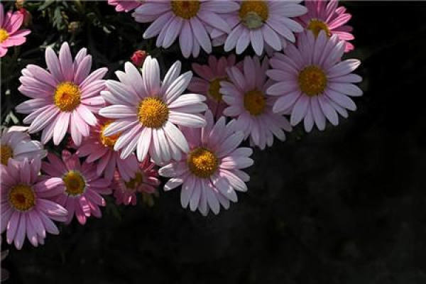 Marguerite