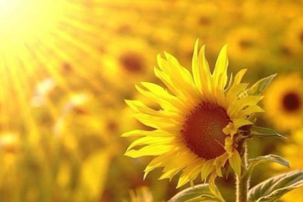 sunflower