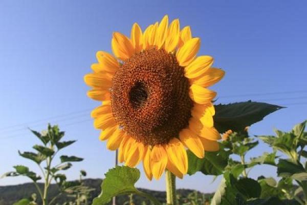 Beautiful sunflowers.