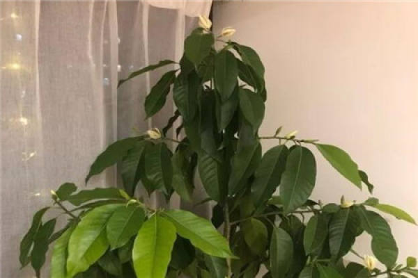 Beautiful White Orchid