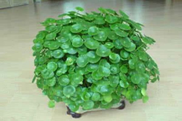 Beautiful Lysimachia christinae