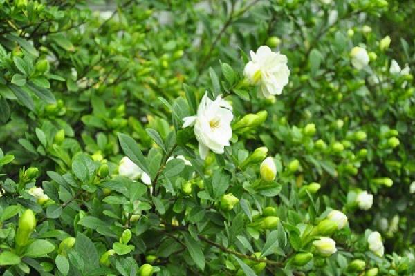 Gardenia