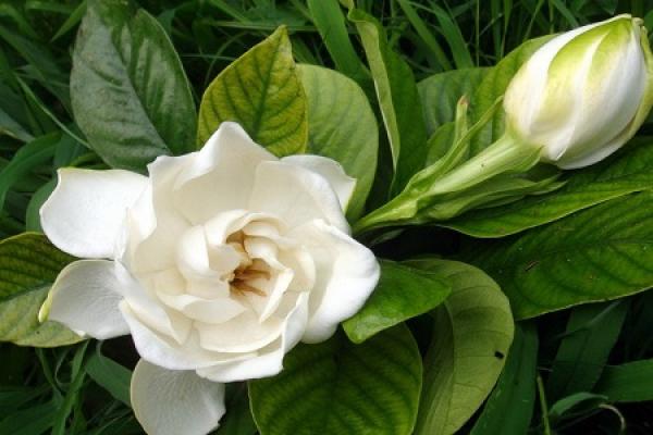 Gardenia