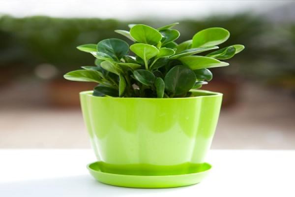 Watercress