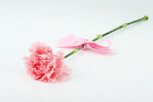 Carnation