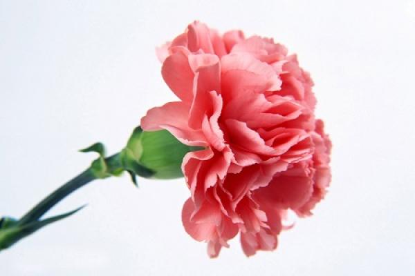 beautiful carnations